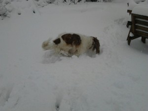 Bas in the snow up to his armpits!