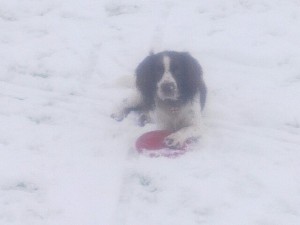 Billy the Springer