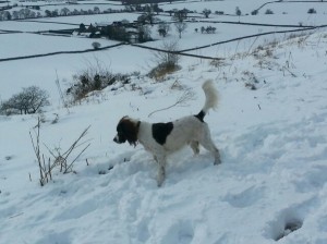 Billy the springer viewing the snowy scenes