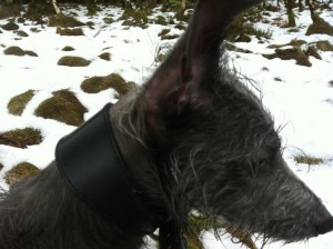 Blue the Lurcher in the snow