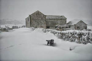 Dog having fun in the Peak District