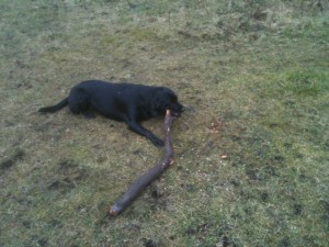 Tilly's little stick