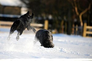 Dogs having fun in the snow.