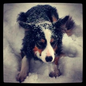 Here's Kirsten's dog in the snow - how cute?