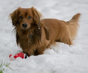 Leo in the snow