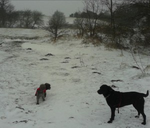 Little Happy Hounds