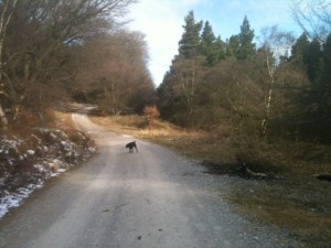 Crisp Winters morning on the Midshires Way in the Goyt Valley