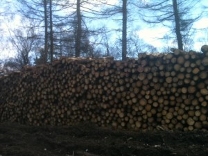 Neatly piled logs on the Midshires Way
