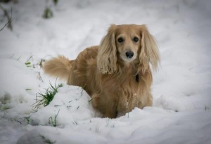 Sandy in the snow
