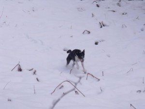 Sybil in the snow