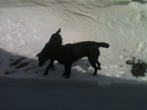 Two loopy labs playing in snowdrift