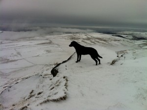 Dog on the Edge!