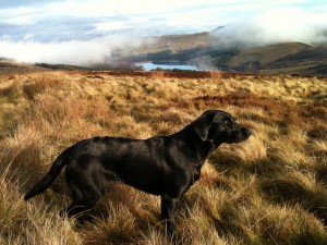Tilly in the Goyt Valley