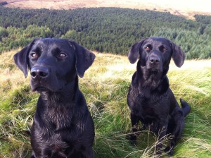 Dog walk in the Goyt Valley