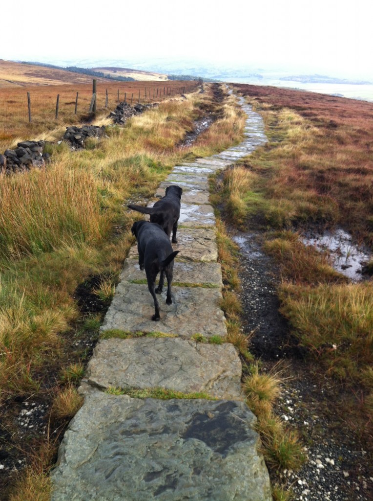 Dogs enjoying a walk around Goyt Valley