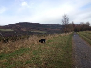 Longendale trail