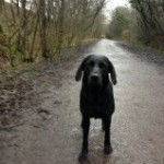 Tilly on the Sett Valley Trail