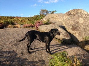 Tilly at Surprise View