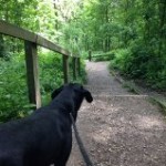 Linacre steps