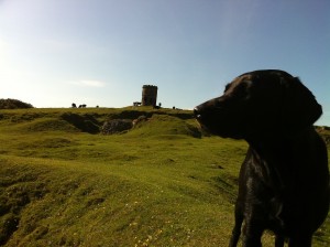 Solomons temple with cows and dog