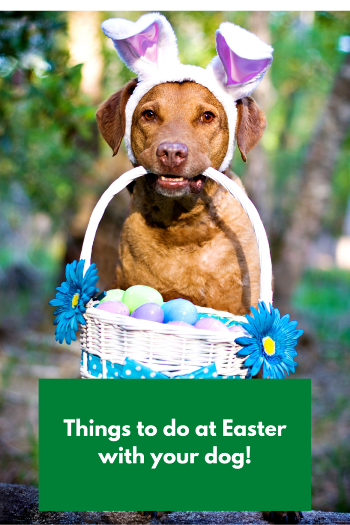 Things to do at Easter with your dog